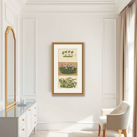 Set of 3 Antique Botany Prints, Orchid, Persian Violet, by Oudemans, circa 1865, shown framed in a room