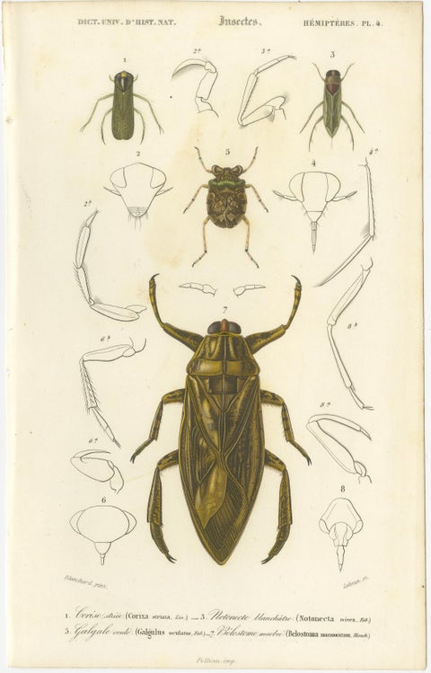 Antique Hemipteres Pair, Shield Bugs & Water Bugs, French Natural History, 1800, view 3