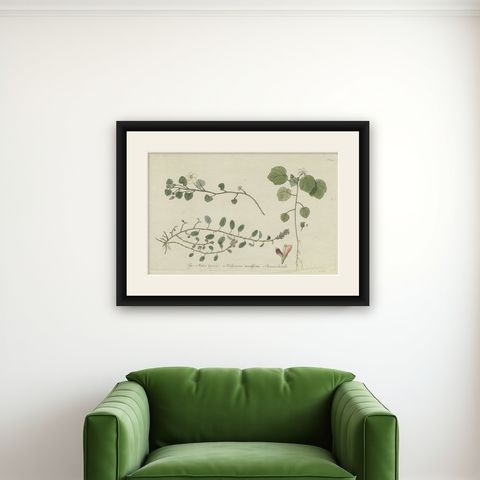 Antique Botany Print of Malvella Leprosa and other Flowering Plants, shown framed on a wall