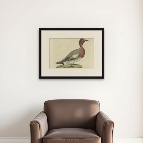 Antique Bird Print of the Male Eurasian Wigeon or Widgeon, 1797, shown framed on a wall