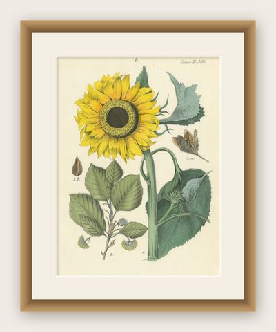 Hand-Colored Botanical Lithograph of Sunflower & Linden Tree, 1854, shown framed
