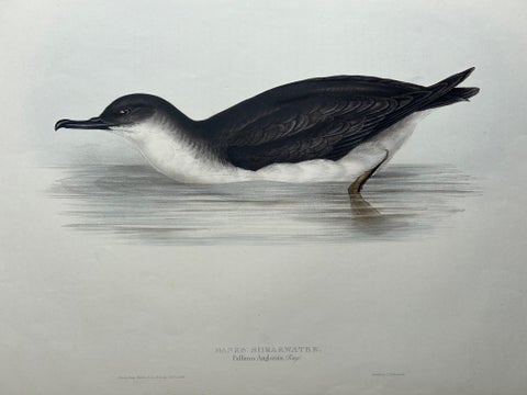Manks Shearwater, Antique Bird Print by John Gould, c.1832, view 6