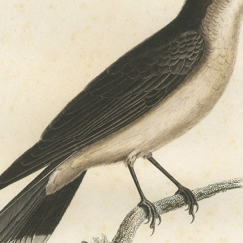 1807 Vermilion Flycatcher Handcolored Print- Antique Ornithological Illustration, close-up 4