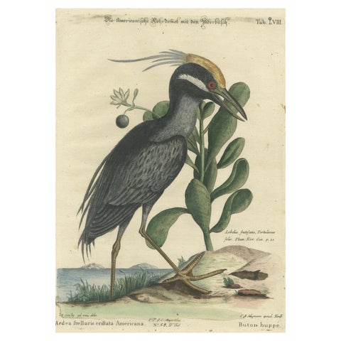 Hand-Colored Engraving of the American Crested Bittern by Seligmann, ca.1770