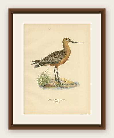 Antique Bird Print of the Bar-Tailed Godwit by Von Wright, 1929, shown framed