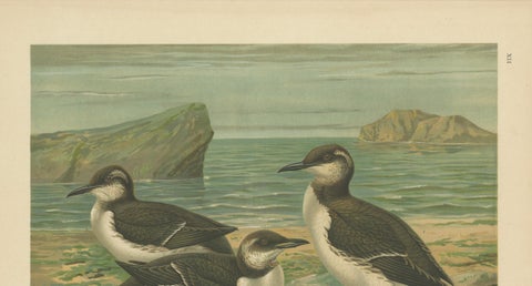 Seabirds on a Northern Shore, Elegant Antique Guillemots Chromolithograph, 1880, close-up 5