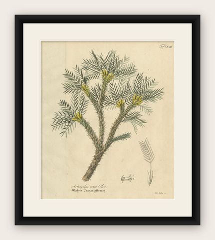 Antique Botanical Print of Astragalus Verus, Copper Engraving, c.1831, shown framed