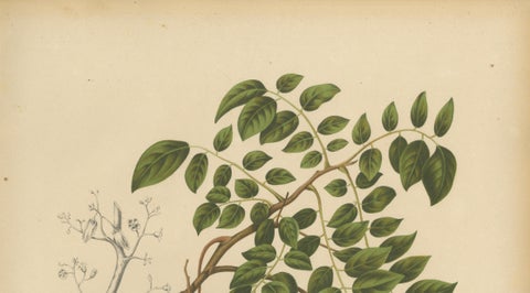 Antique Star Fruit Botanical Chromolithograph by Hoola van Nooten, c. 1880, close-up 2