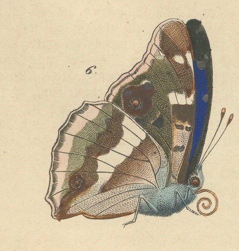 1848 Hand-Colored Lithograph of Butterfly Life Cycle, close-up 3