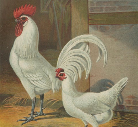 The Distinguished Ramelsloher Chicken - A Rare 19th Century Poultry Lithograph, close-up 1