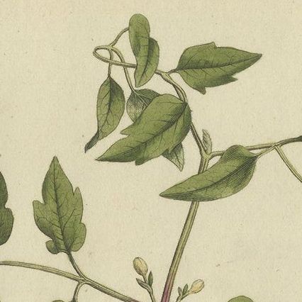 Antique Botany Print of the Clematis Vitalba by Curtis, circa 1777, close-up 1