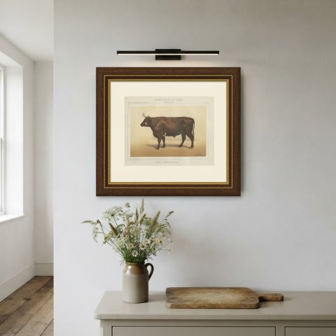 Flemish Ox, French Cattle Breed, Antique Chromolithograph by Borie, 1863, shown framed on a wall