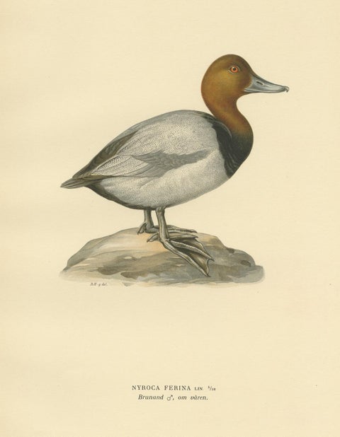 Antique Bird Print of the Common Pochard by Von Wright, 1929, view 3