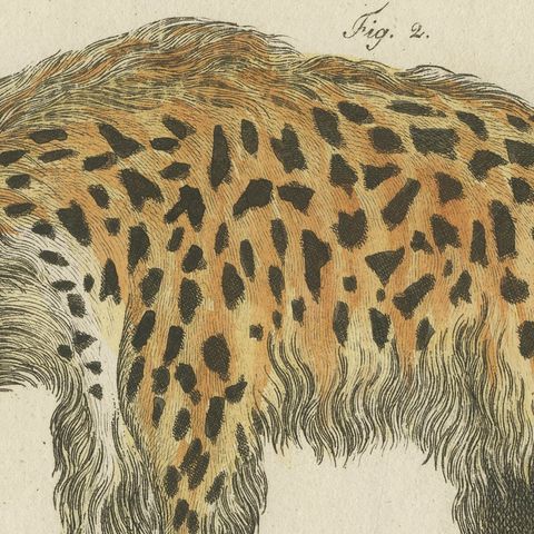 Cross Fox and Spotted Hyena, Antique Bertuch Print, Vienna, circa 1812, close-up 1