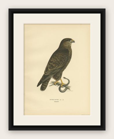Antique Bird Print of the Common Buzzard by Von Wright, '1929', shown framed