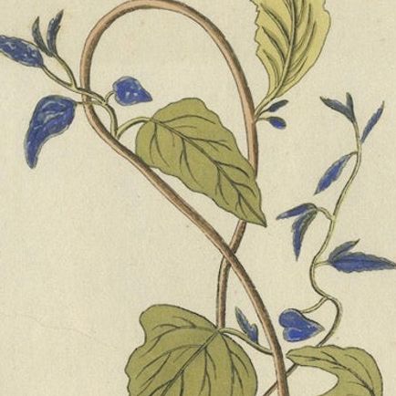 Convolvulus Jalapa Botanical Engraving - Icones Plantarum Medicinalium, 1788, close-up 4