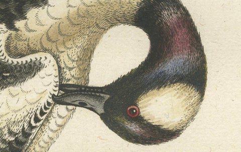 Hand-Colored Engraving of the Small Black and White Duck by Seligmann, ca.1770, close-up 1