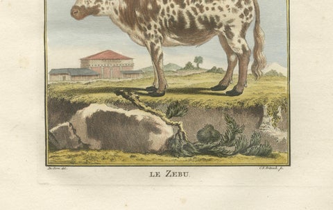 Elegant 18th-Century Zebu Engraving, Buffon Dutch Edition, 1769, close-up 2