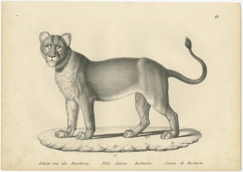 Set of 2 Antique Prints of a Barbary Lion and Lioness by Brodtmann, view 3