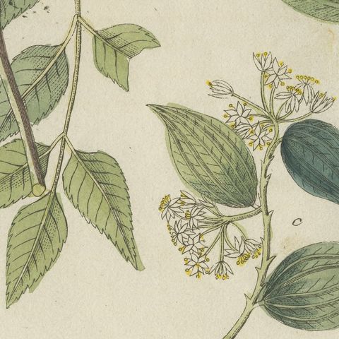Manna Ash and Sarsaparilla Medicinal Plants, Antique Bertuch Print, circa 1805, close-up 4