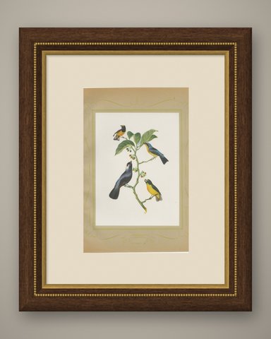 Tanagers and Honeycreepers, Brazilian Bird Print, Descourtilz, 1944, shown framed