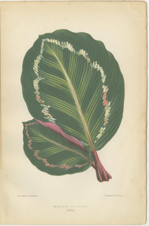 Variegated Elegance: A Collection of 19th Century Botanical Prints, view 3