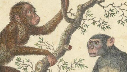 Antique Orangutan & Chimpanzee Lithograph by Karl Joseph Brodtmann, 1816, close-up 3