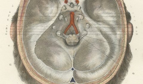 The Olfactory Nerves and Optic Chiasm, Antique Hirschfeld Anatomy Print, 1866, view 4