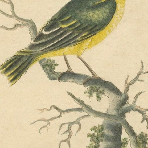Late 18th-century Hand-Colored Copperplate Engraving of the Yellow Finch, 1794, close-up 6