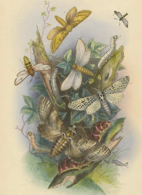 Stunning Vintage Butterfly and Moth Illustration Compilation, Hand-colored, 1860, close-up 3