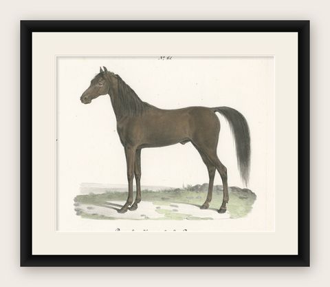 Antique Horse Print of a Persian Stallion, shown framed