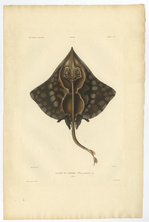 Rare Hand-Colored Antique Fish Print of the Gaimard's Ray, 1842, view 2