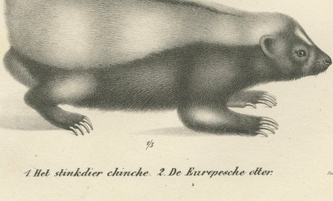 19th-Century Lithograph of a Skunk and European Otter in Exquisite Detail, close-up 1