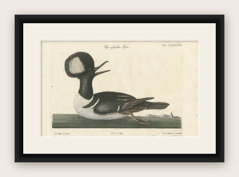 Hand-Colored Engraving of the Hooded Merganser by Johann Michael Seligmann, 1770, shown framed