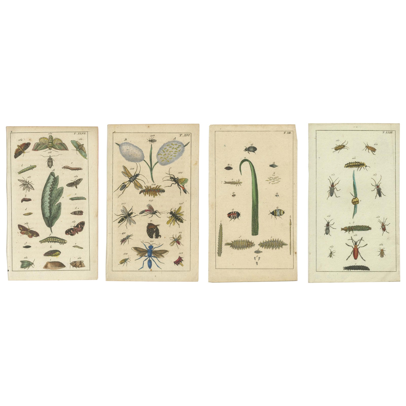 Small and Rare Natural History Prints Featuring Insects and Plants, 1832