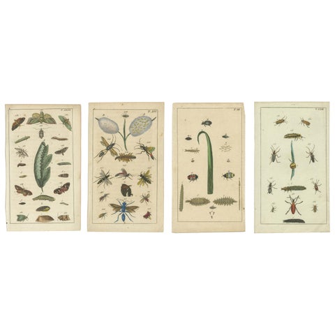 Small and Rare Natural History Prints Featuring Insects and Plants, 1832