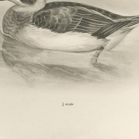 Long-Tailed Duck, Two Figures, circa 1909, close-up 3