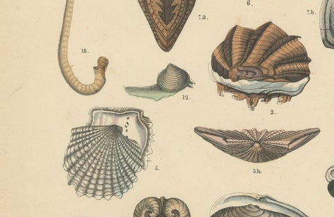 Shells & Bivalves Print: Mussels, Oysters, Scallops, Clams, Antique 1867, close-up 1