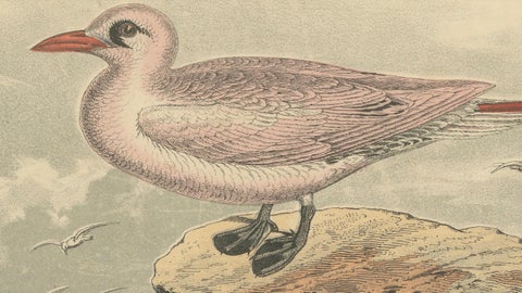 Tropicbirds and Gulls: An 1849 Coastal Encounter - A Hand-Coloured Lithograph, close-up 3
