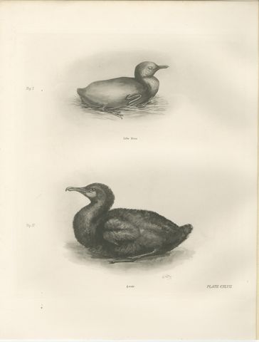 Young Cormorants, Antique Bird Print after Lilian Medland, circa 1909