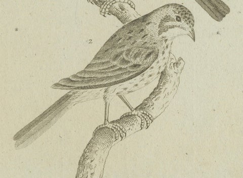 Antique Ornithological & Zoological Engraving, Bird and Bat Species, c.1800, close-up 2