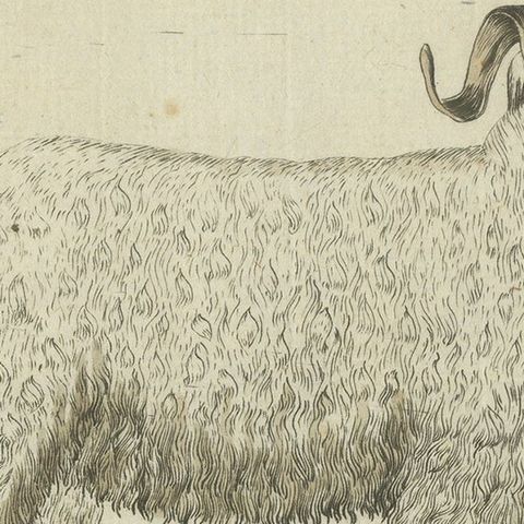 Hand Colored Antique Print of a Goat and Angora Goat, close-up 5
