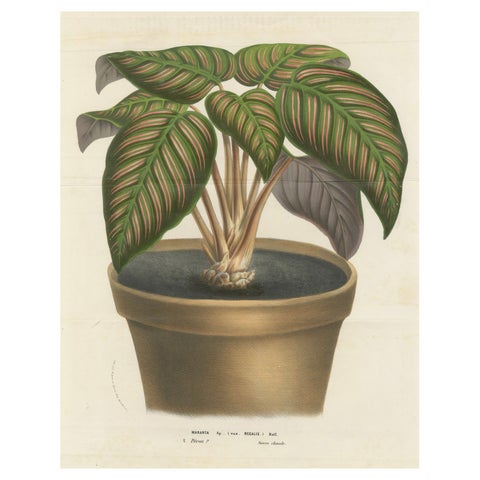 Regal Prayer Plant: Hand-Colored Lithograph by Louis van Houtte, 1855