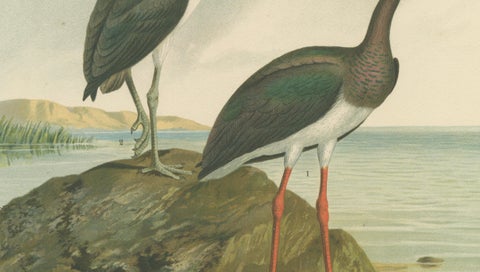 Black Storks by the Water, Elegant Antique Bird Chromolithograph c.1880, close-up 5