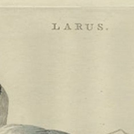 Antique Bird Print of the Female Black-Headed Gull by Sepp & Nozeman, 1789, close-up 1