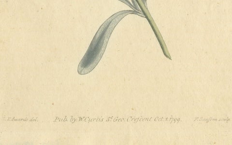Antique Botanical Engraving of Silverbush - Rare 1799 Floral Print by Curtis, close-up 2