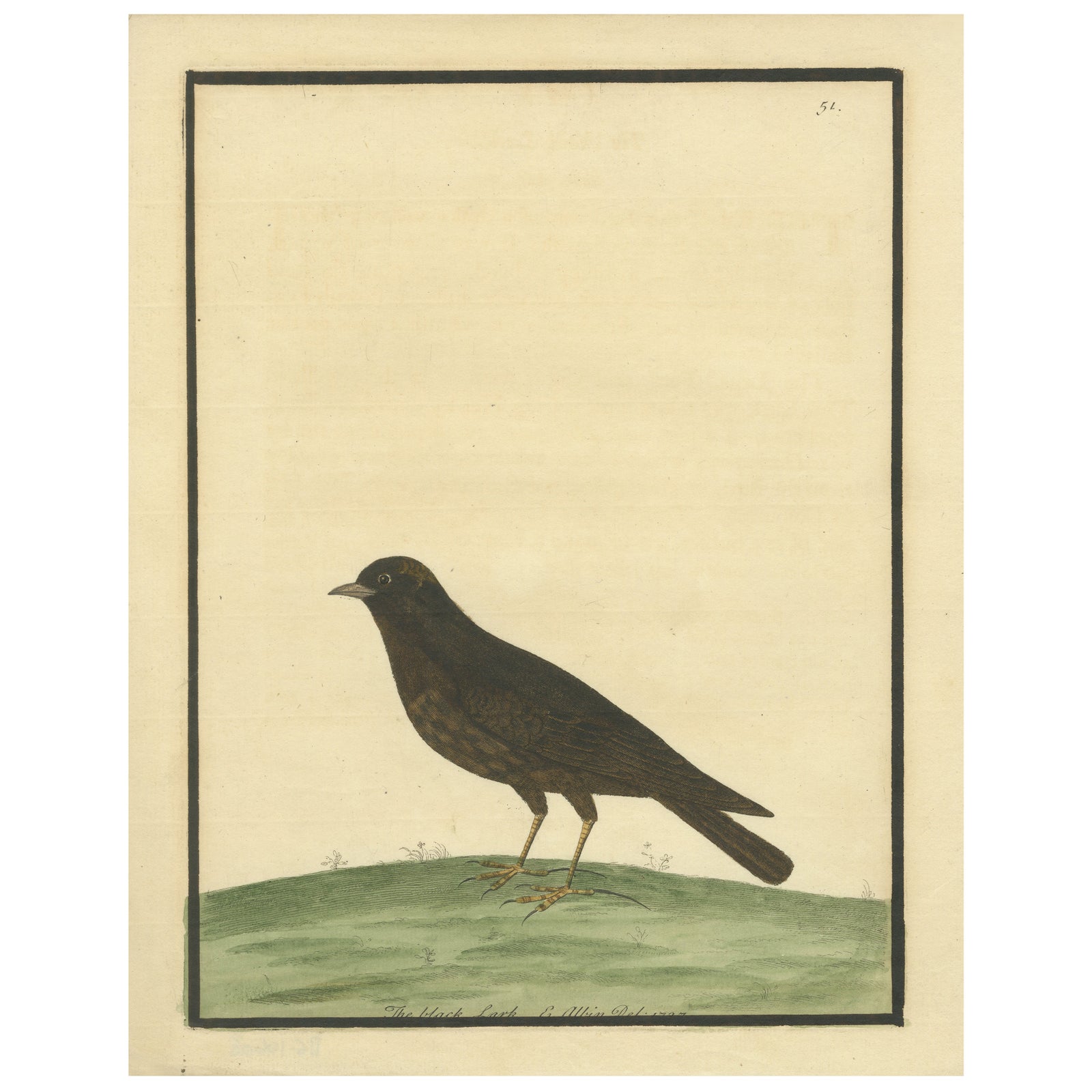 Antique Hand-Colored Engraving of The Black Lark by Eleazar Albin, circa 1730