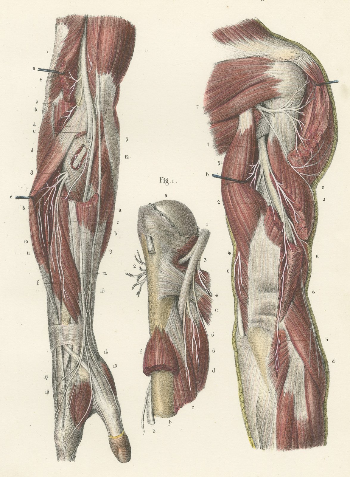 Nerves of the Shoulder and Elbow, Antique Hirschfeld Anatomy Print, 1866