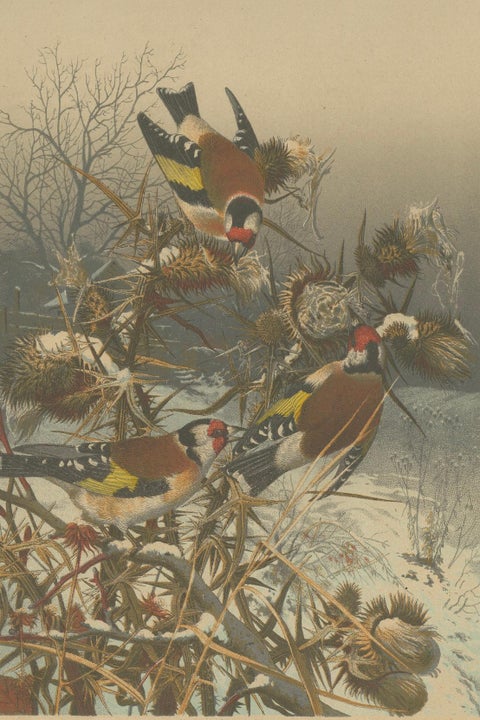 European Goldfinches in Winter: An 1879 Lithograph, close-up 5