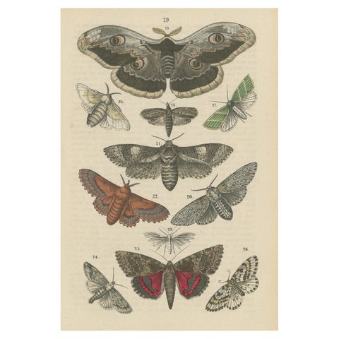A Study in Wings: Hand-Colored Lepidoptera of the 19th Century, c.1895